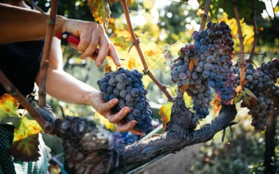 Fall Getaways, Wineries & Weddings in Augusta MO
